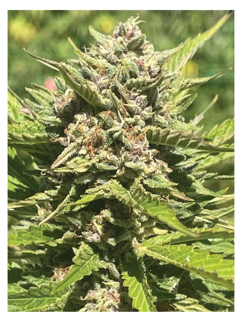 Banana Melt, Фасовка: 3, изображение 2